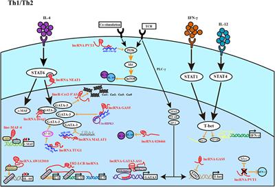 Long Noncoding RNAs as Orchestrators of CD4+ T-Cell Fate